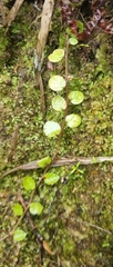 Lobelia angulata