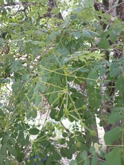 Zapoteca formosa formosa