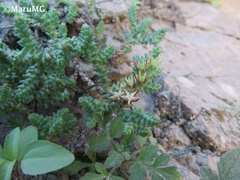 Sedum moranense