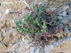 Sedum moranense