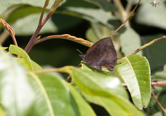Mahathala ameria