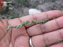 Chascolytrum subaristatum