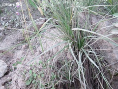 Chascolytrum subaristatum