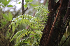 Blechnum filiforme