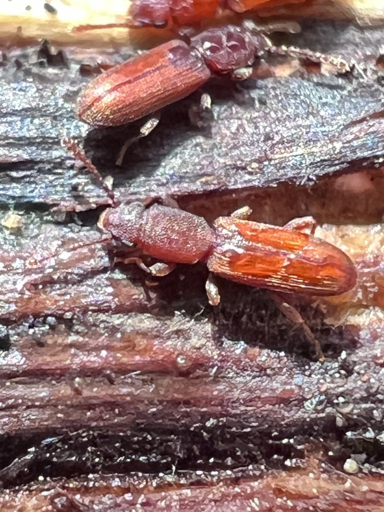 Cathartosilvanus imbellis