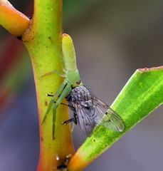 Cetratus rubropunctatus