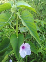 Ipomoea carnea fistulosa