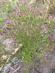 Centaurium tenuiflorum