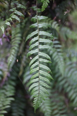 Blechnum filiforme