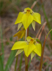Diuris