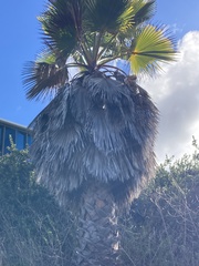 Washingtonia