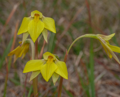 Diuris