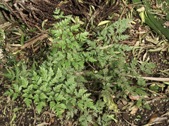 Pteris macilenta