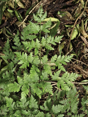 Pteris macilenta