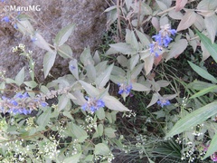 Salvia connivens