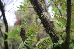 Blechnum filiforme