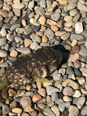 Dicotylichthys punctulatus