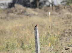 Pyrocephalus rubinus