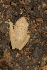 Raorchestes luteolus