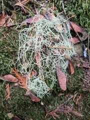 Alectoria sarmentosa