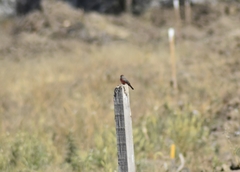 Pyrocephalus rubinus