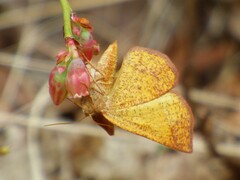 Metarranthis obfirmaria