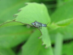 Cordylepherus viridis