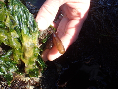 Halosaccion glandiforme