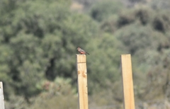 Pyrocephalus rubinus