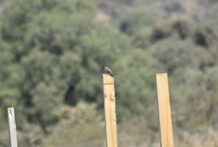 Pyrocephalus rubinus