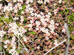 Pimelea notia