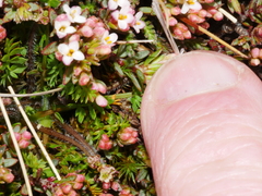 Pimelea notia