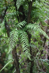 Blechnum filiforme