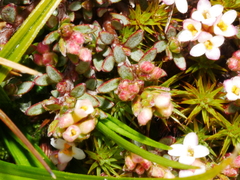Pimelea notia