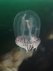Polyorchis penicillatus