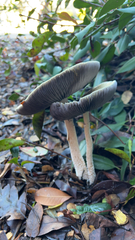 Stropharia ambigua