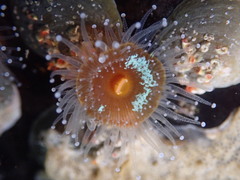 Corynactis californica