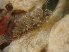 Eubranchus rustyus