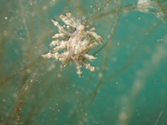 Eubranchus rustyus
