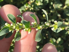 Polygonum