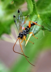 Echthromorpha intricatoria