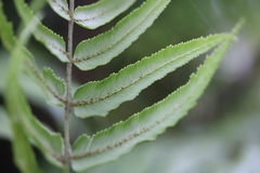 Blechnum filiforme