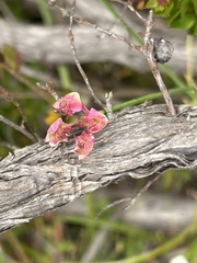 Xanthosia atkinsoniana