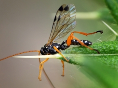 Echthromorpha intricatoria