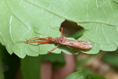 Rocconota tuberculigera