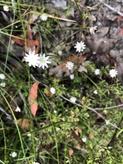 Actinotus minor