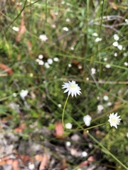 Actinotus minor