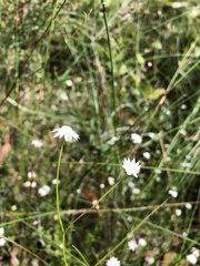 Actinotus minor
