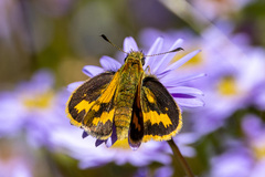 Ocybadistes walkeri sothis