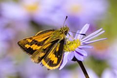 Ocybadistes walkeri sothis